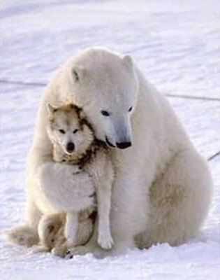異種だけど仲良しの動物の画像