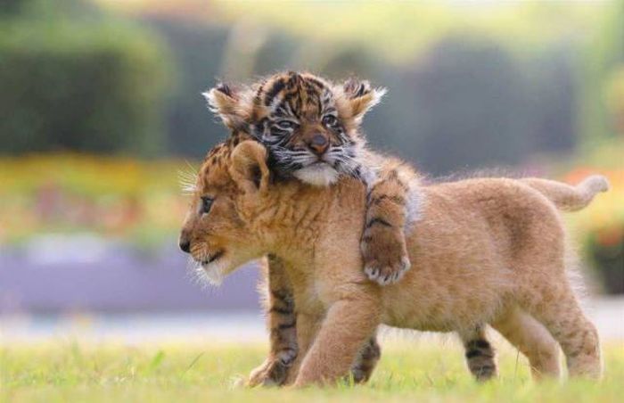 異種だけど仲良しの動物の画像