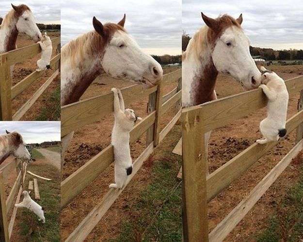 異種だけど仲良しの動物の画像