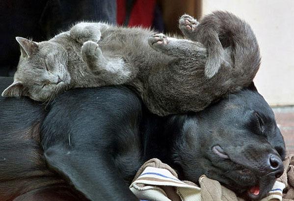 異種だけど仲良しの動物の画像
