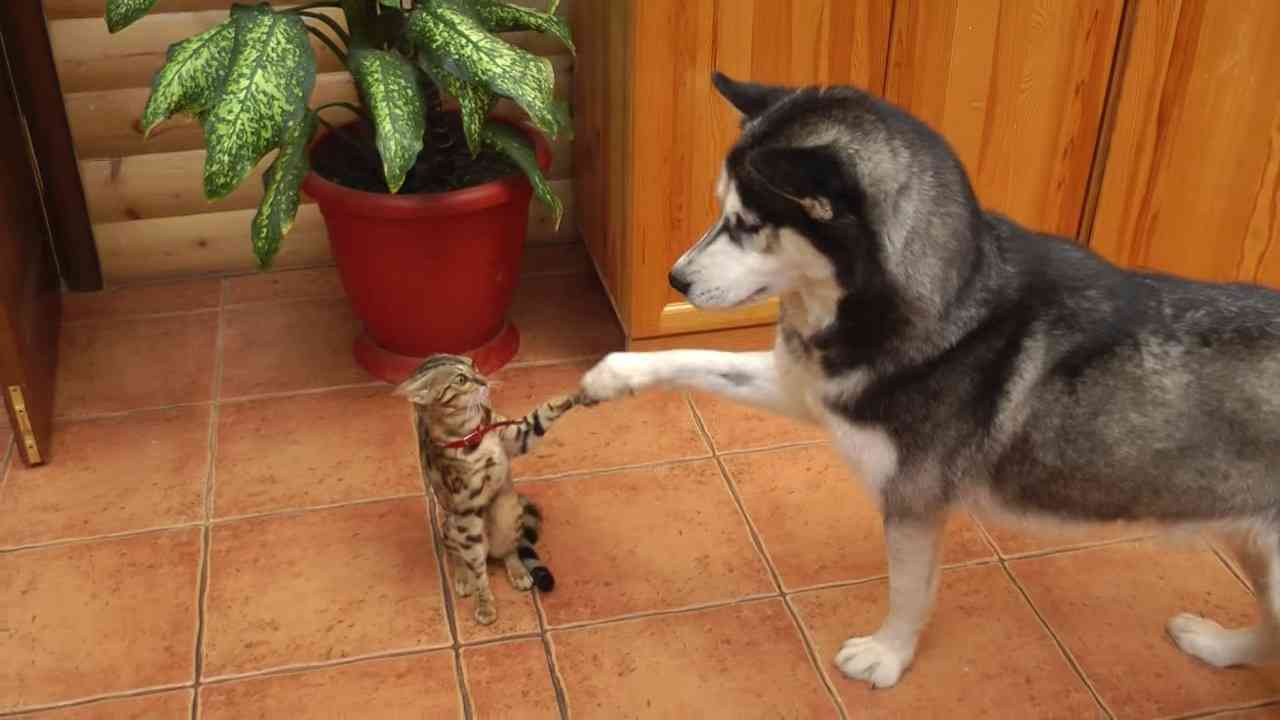 異種だけど仲良しの動物の画像
