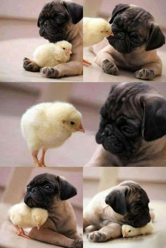 異種だけど仲良しの動物の画像