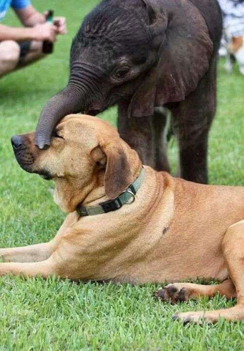 異種だけど仲良しの動物の画像