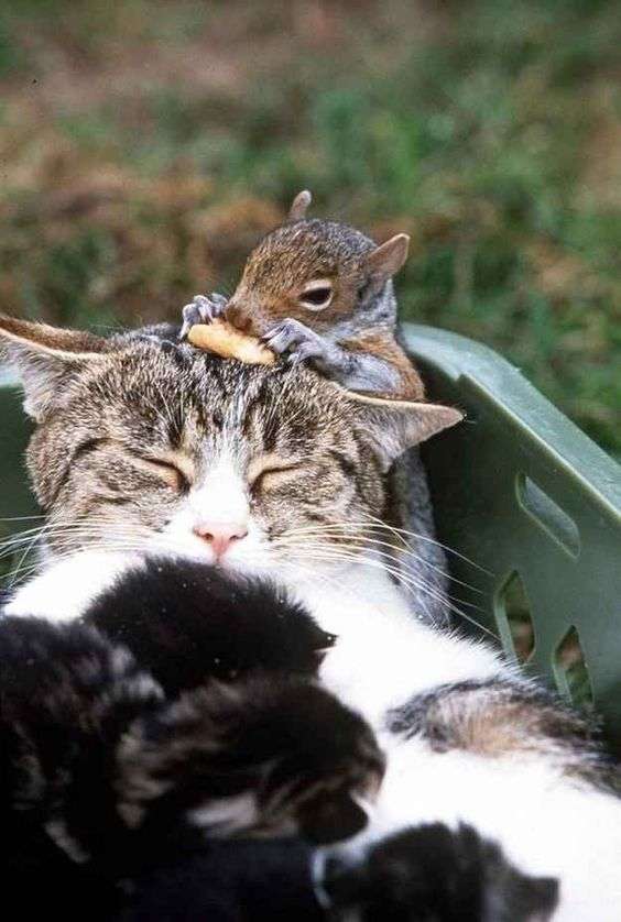 異種だけど仲良しの動物の画像