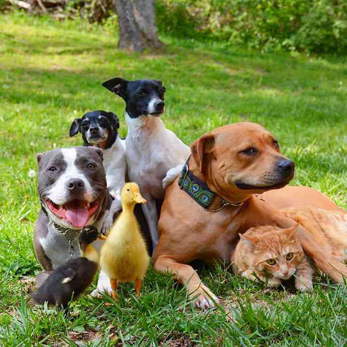 異種だけど仲良しの動物の画像