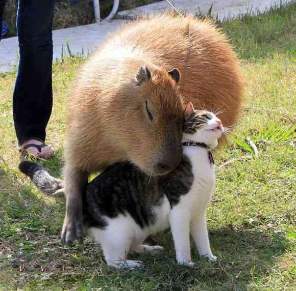異種だけど仲良しの動物の画像
