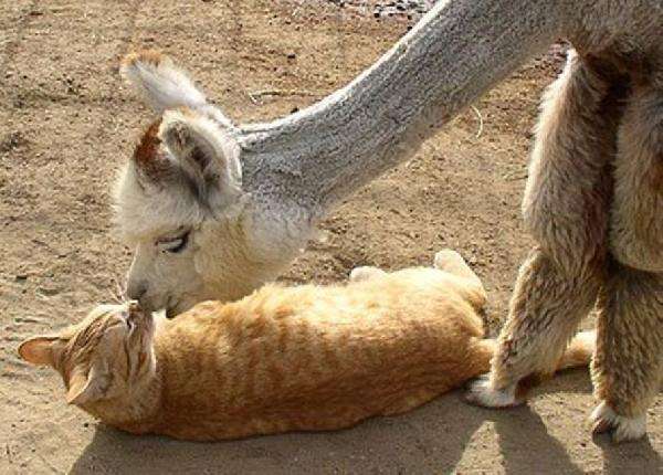 異種だけど仲良しの動物の画像