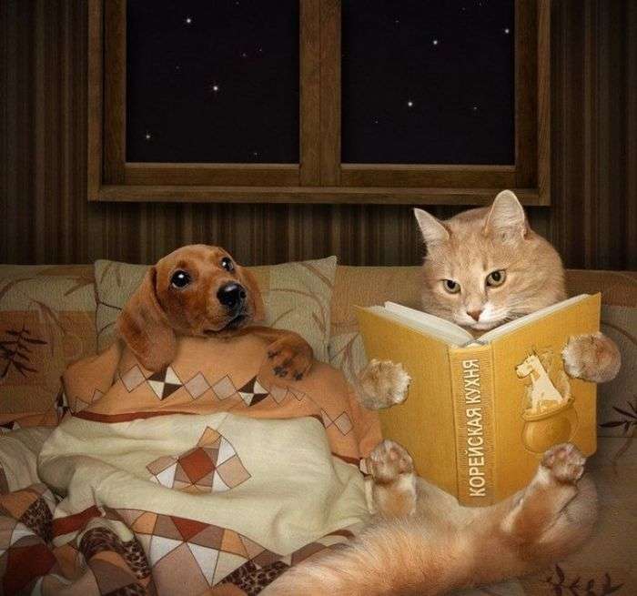 異種だけど仲良しの動物の画像
