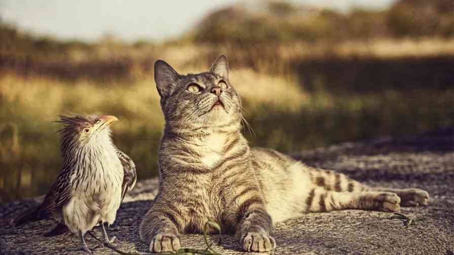 異種だけど仲良しの動物の画像
