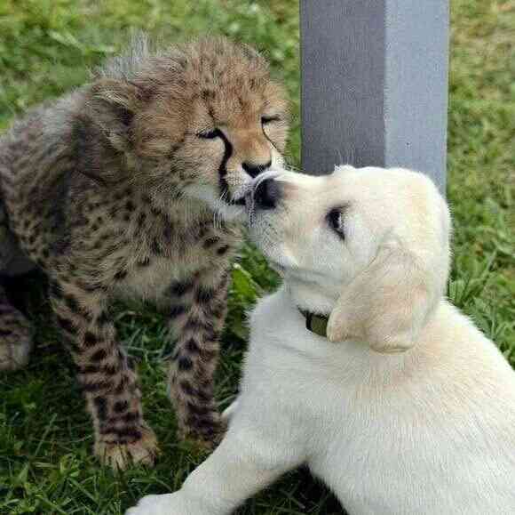 異種だけど仲良しの動物の画像
