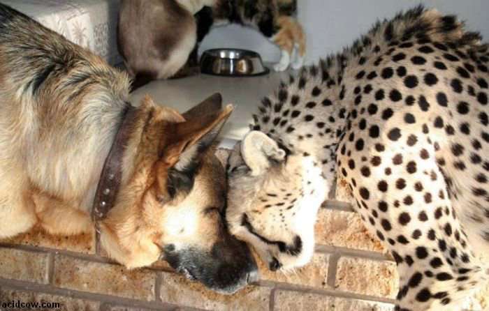 異種だけど仲良しの動物の画像