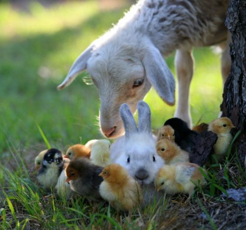 異種だけど仲良しの動物の画像