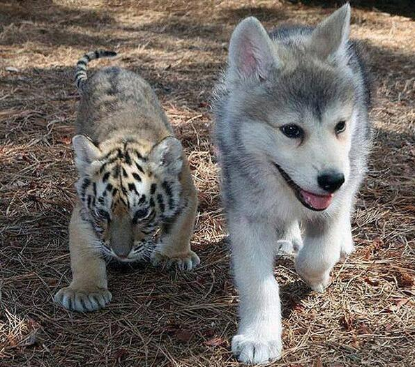 異種だけど仲良しの動物の画像