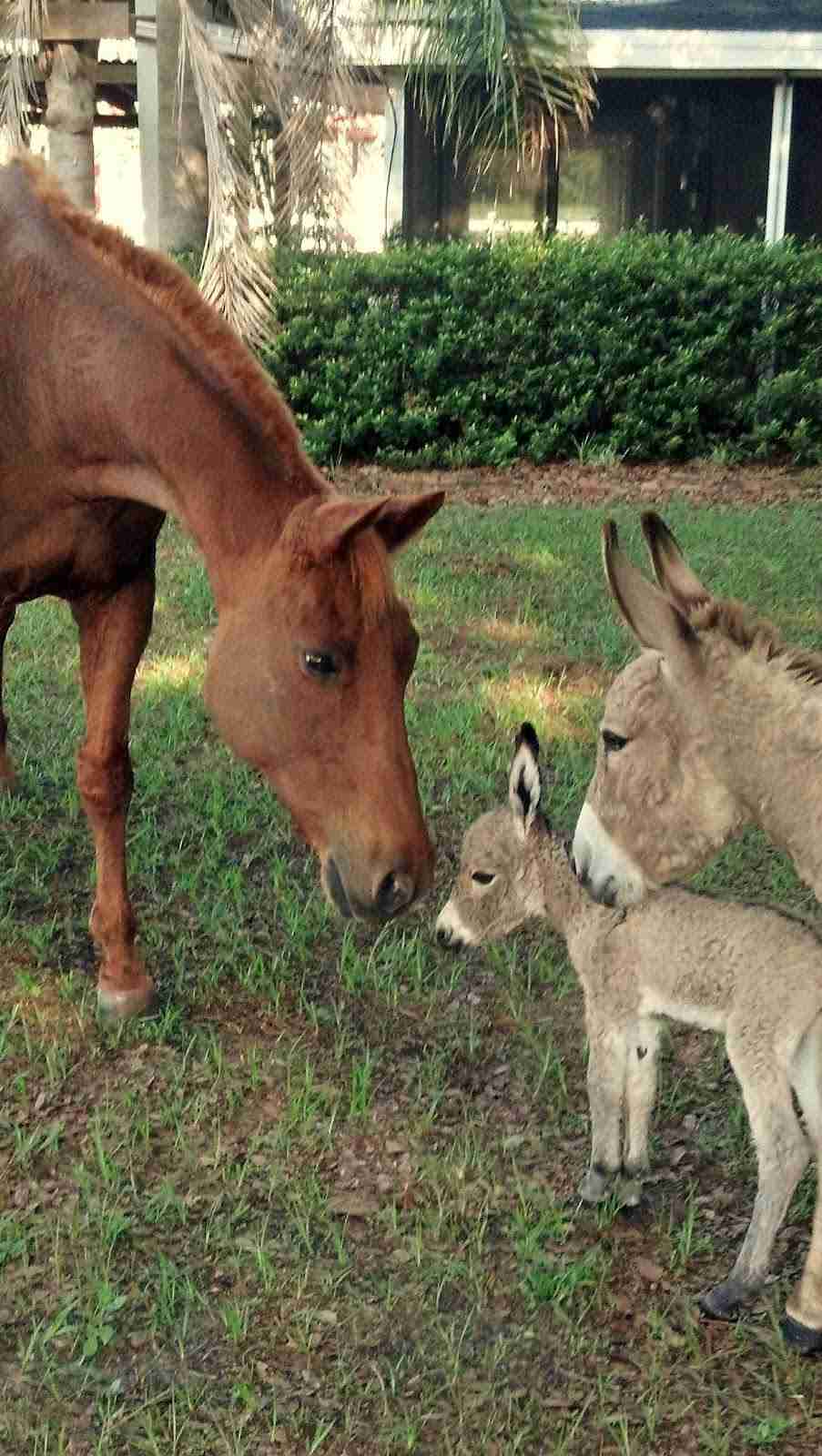 異種だけど仲良しの動物の画像