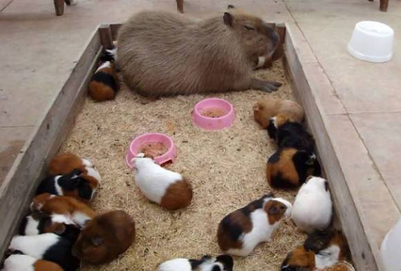 異種だけど仲良しの動物の画像