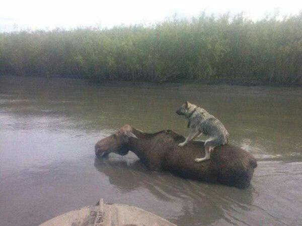 異種だけど仲良しの動物の画像