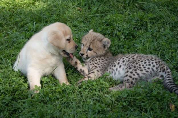 異種だけど仲良しの動物の画像