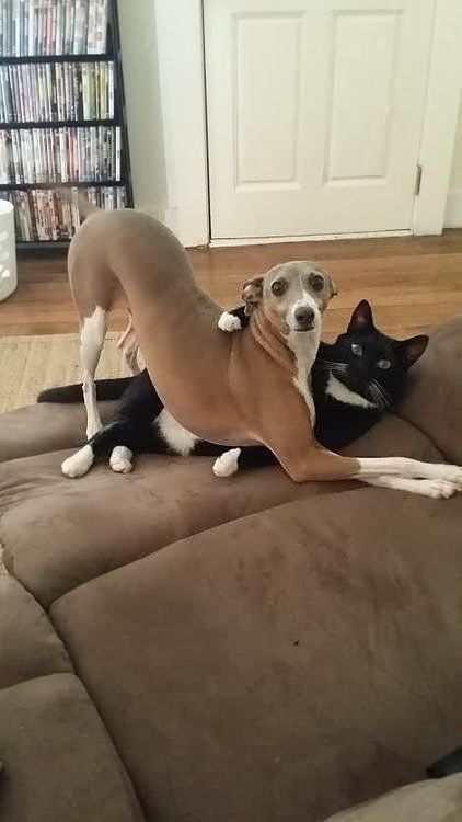 異種だけど仲良しの動物の画像