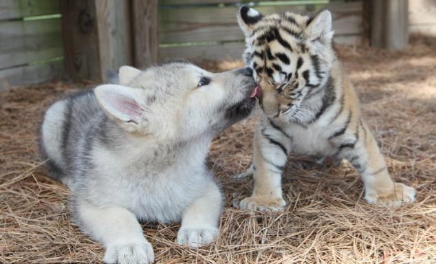 異種だけど仲良しの動物の画像