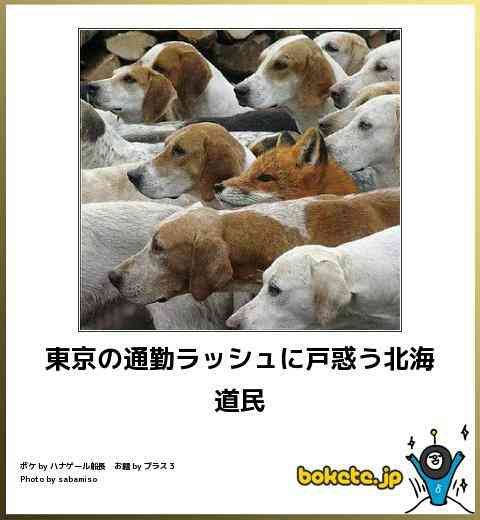 異種だけど仲良しの動物の画像