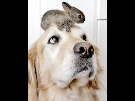 異種だけど仲良しの動物の画像