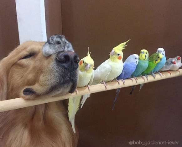 異種だけど仲良しの動物の画像