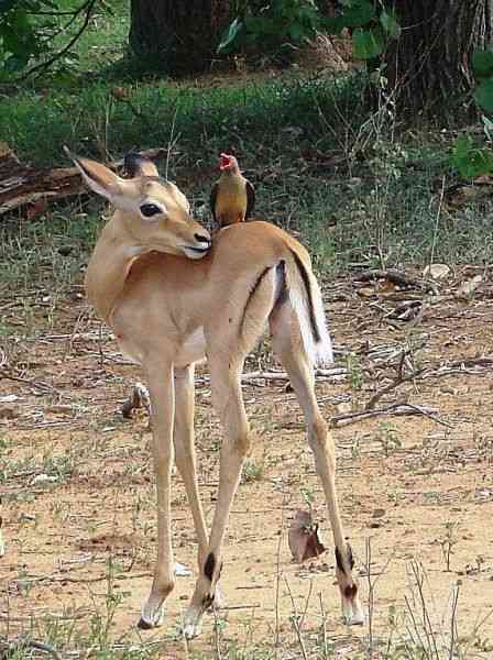 異種だけど仲良しの動物の画像