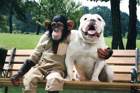 異種だけど仲良しの動物の画像