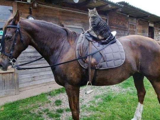 異種だけど仲良しの動物の画像
