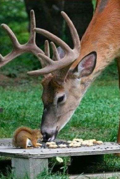 異種だけど仲良しの動物の画像