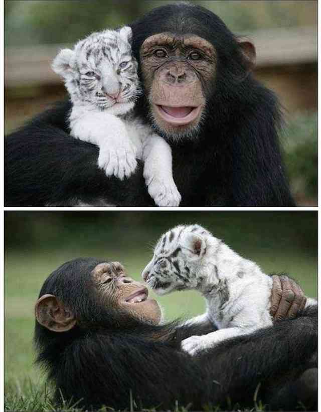 異種だけど仲良しの動物の画像