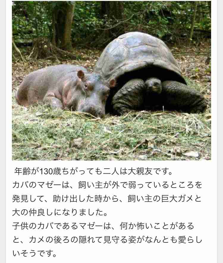 異種だけど仲良しの動物の画像