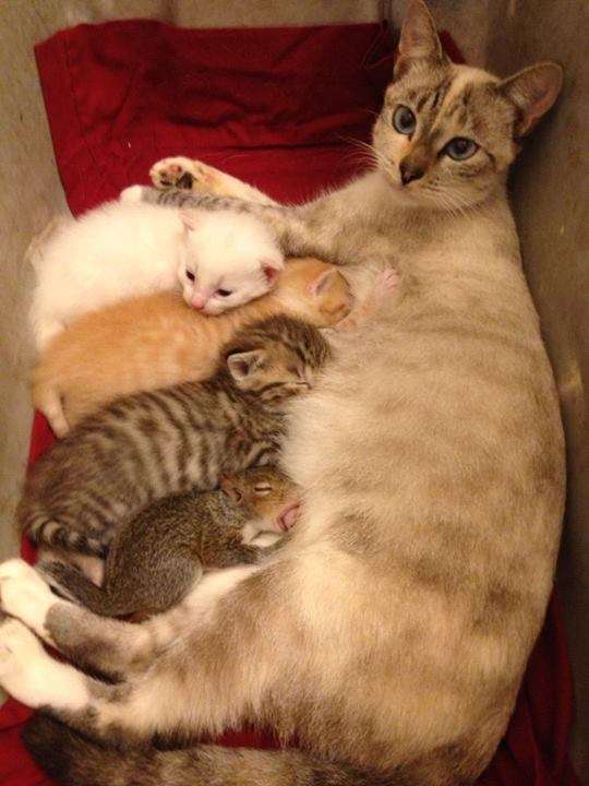 異種だけど仲良しの動物の画像