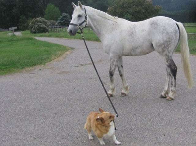 異種だけど仲良しの動物の画像