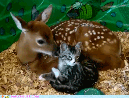 異種だけど仲良しの動物の画像