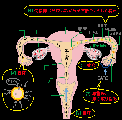 排卵日周辺の方！