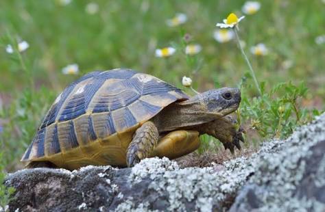 珍しいペットの飼い主さん