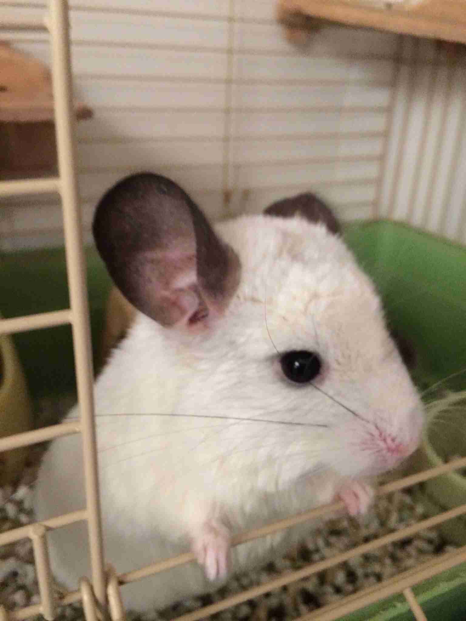 珍しいペットの飼い主さん