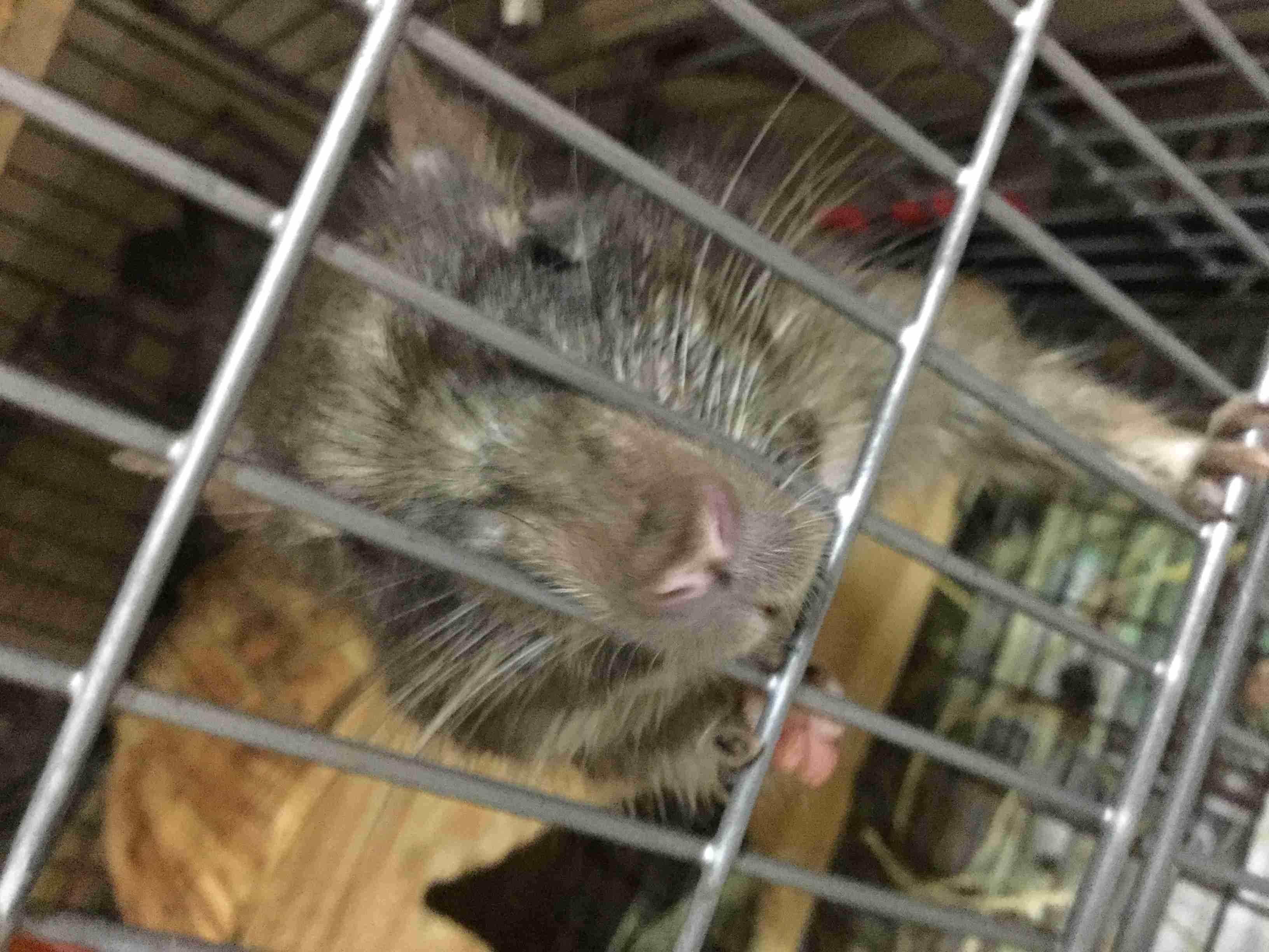 珍しいペットの飼い主さん