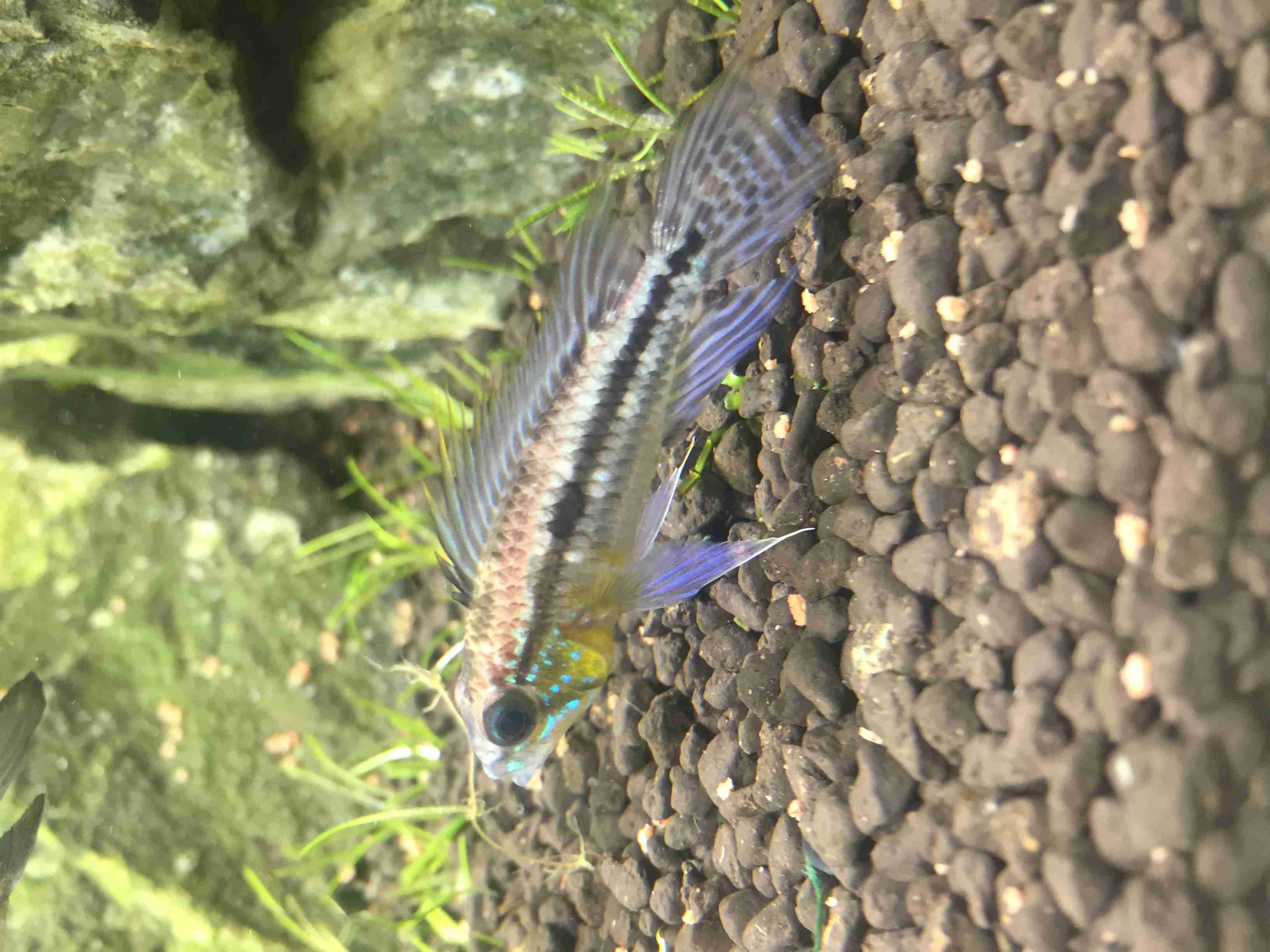 珍しいペットの飼い主さん