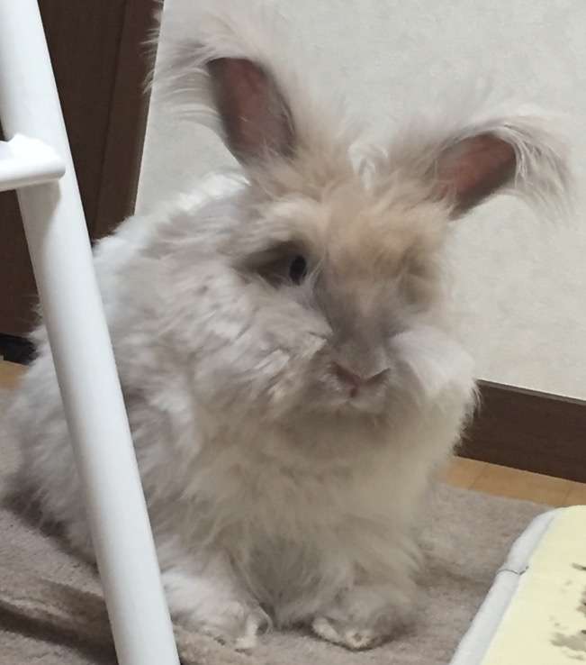 珍しいペットの飼い主さん