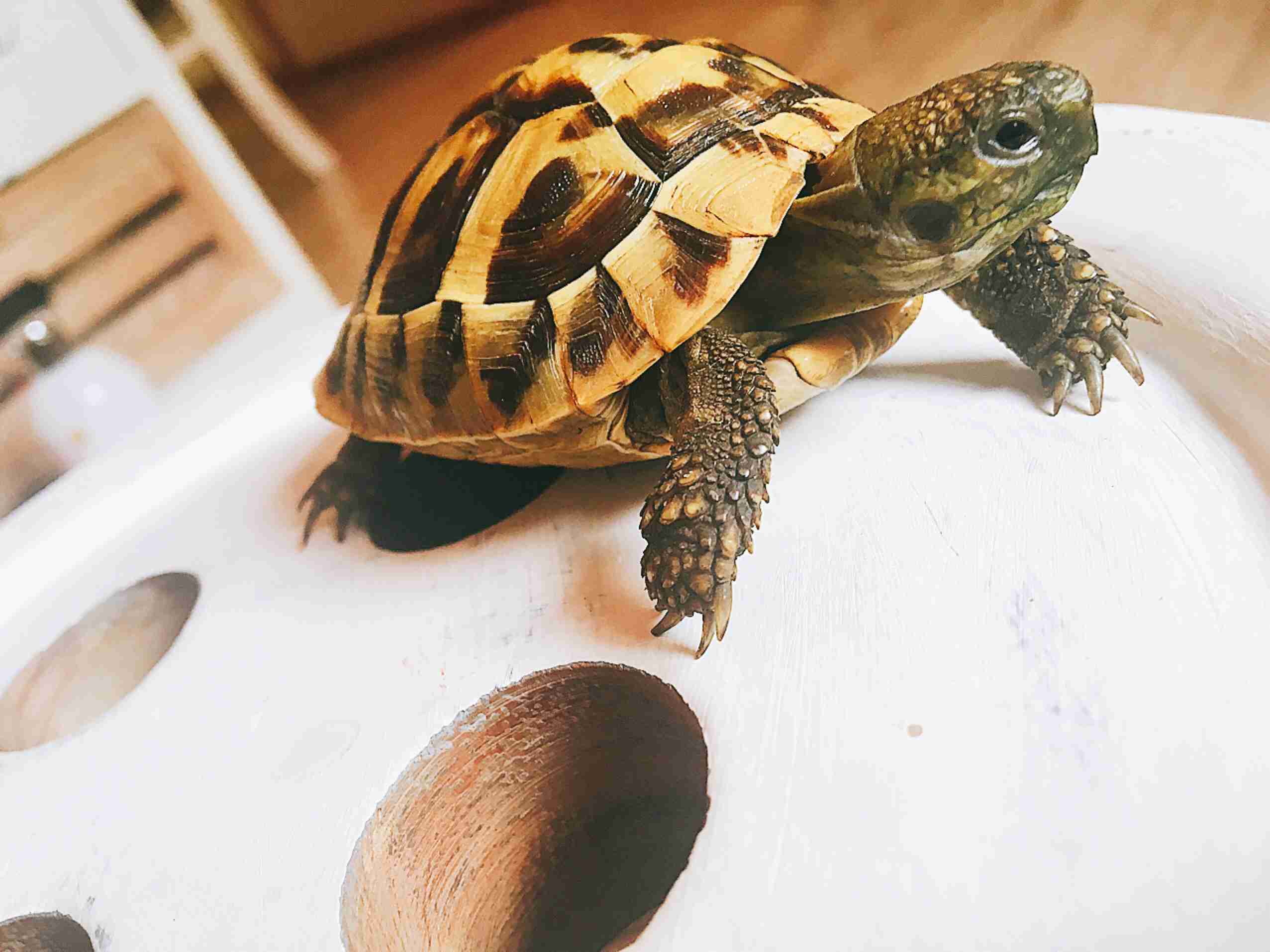 珍しいペットの飼い主さん