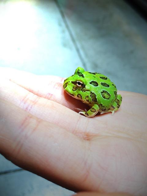 珍しいペットの飼い主さん