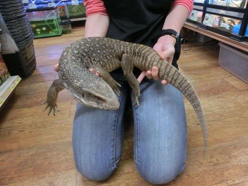 珍しいペットの飼い主さん