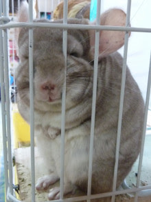 珍しいペットの飼い主さん