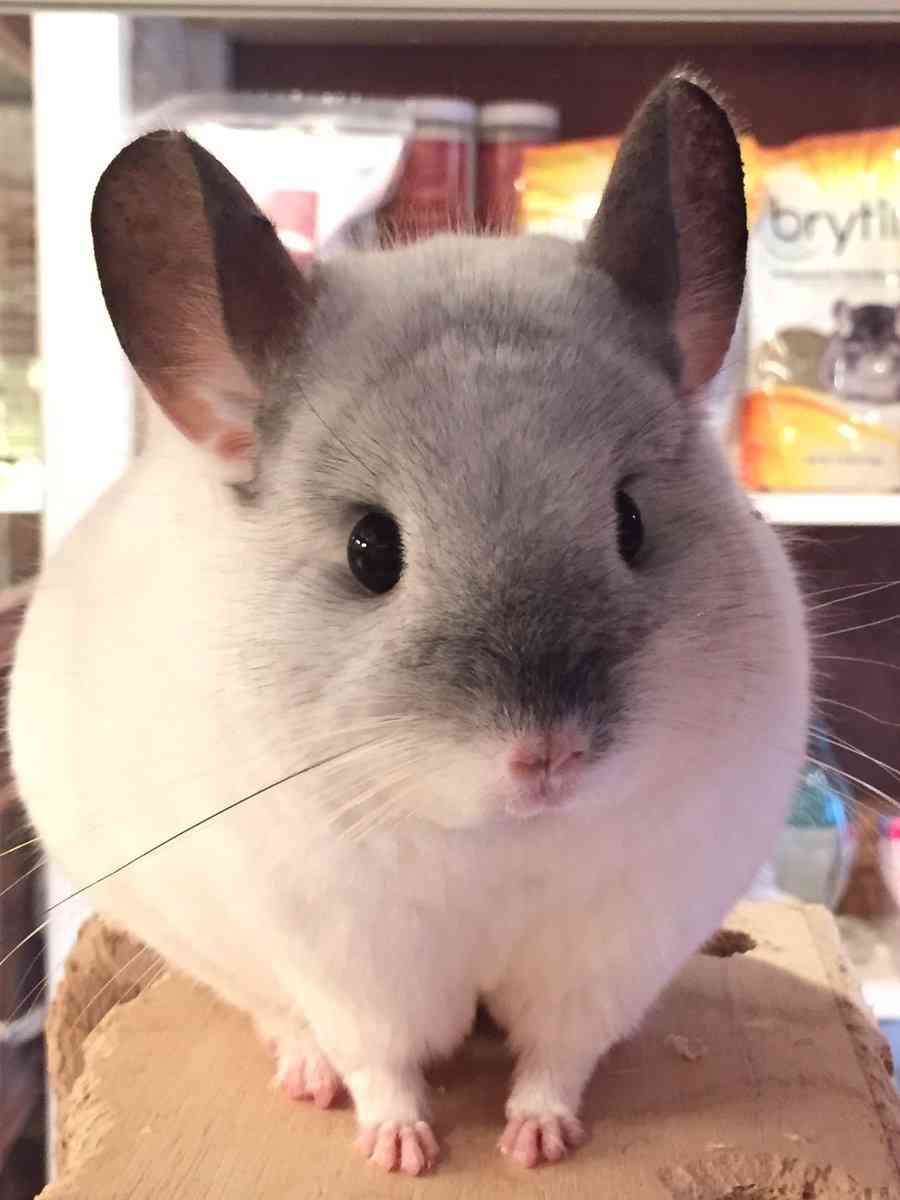 珍しいペットの飼い主さん