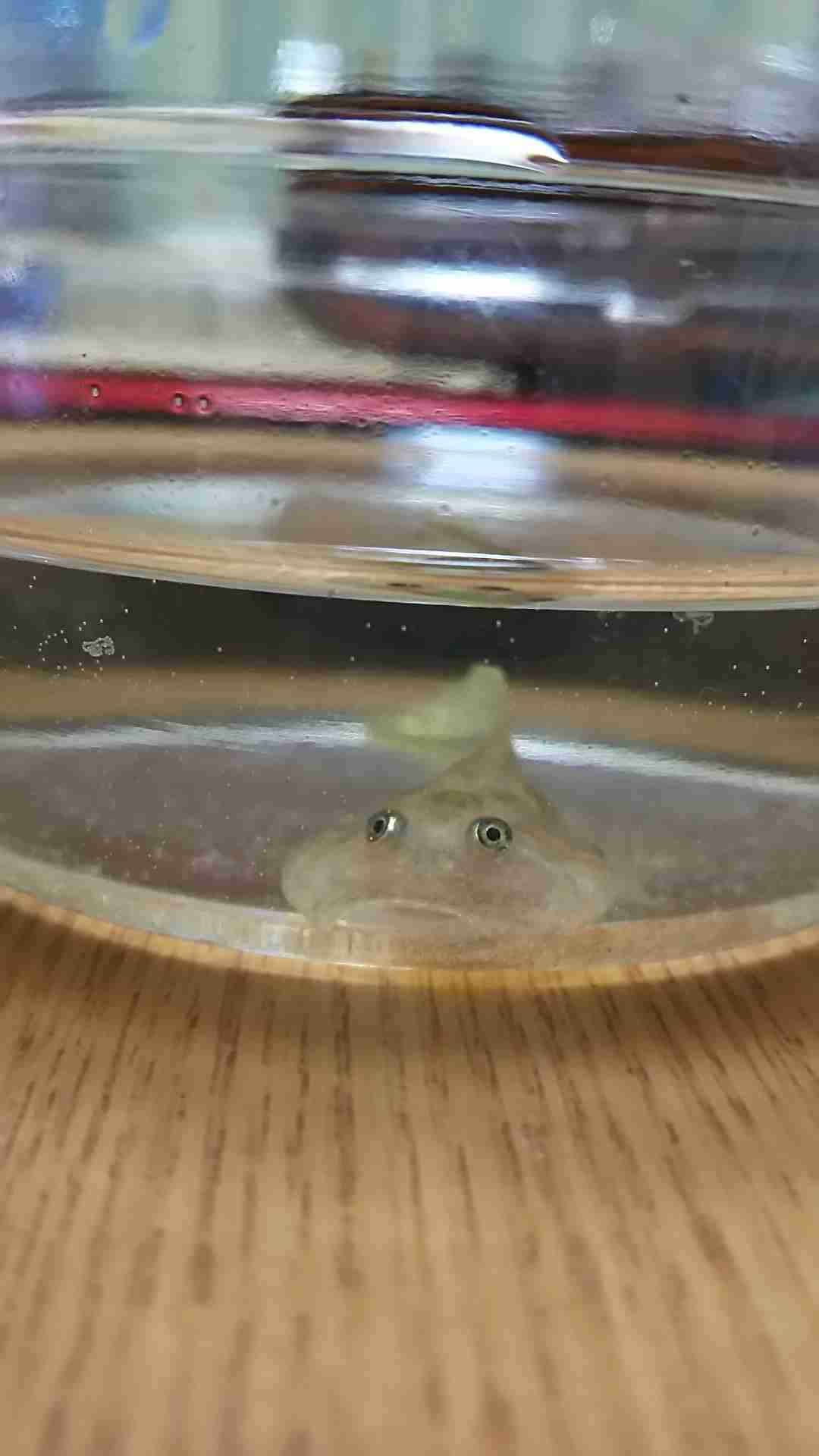 珍しいペットの飼い主さん
