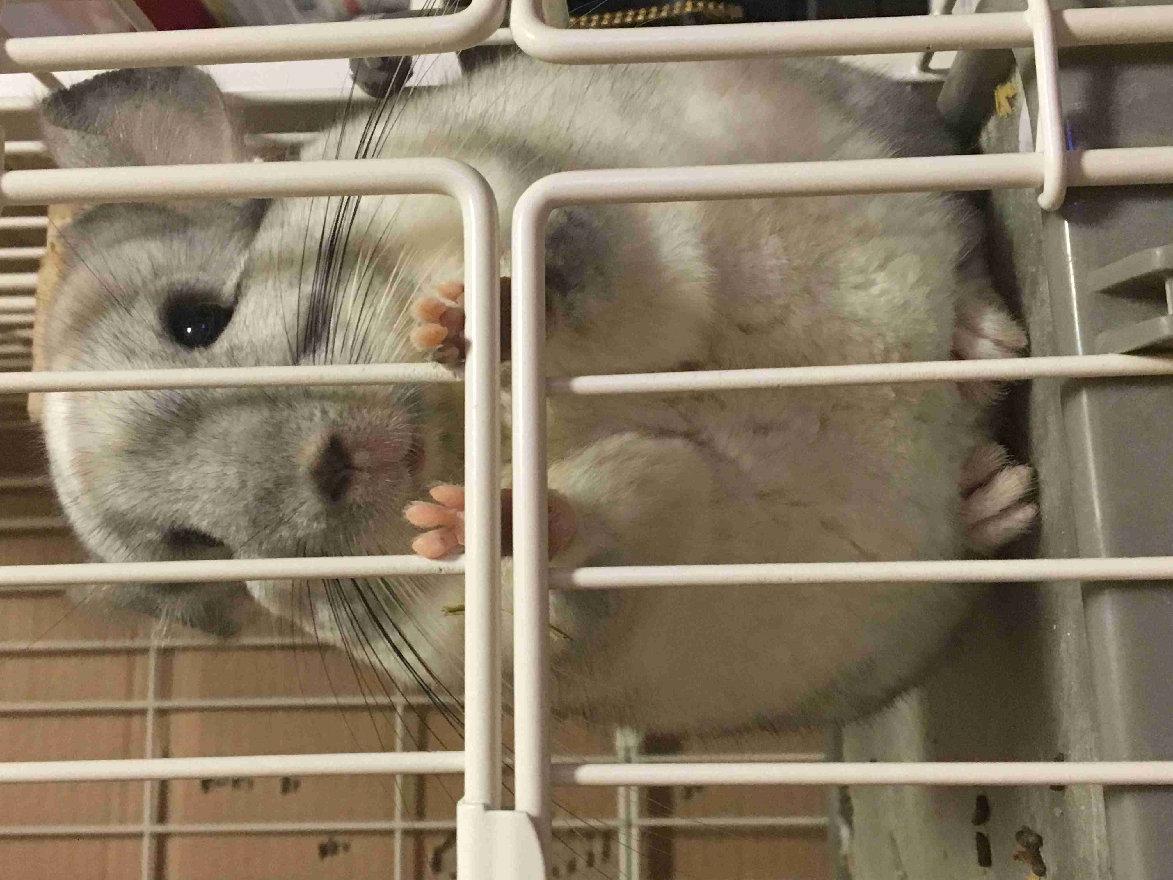 珍しいペットの飼い主さん