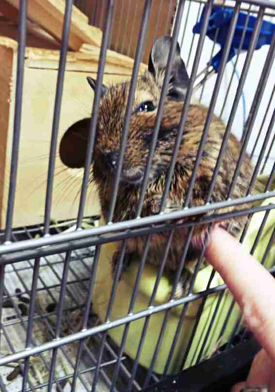 珍しいペットの飼い主さん