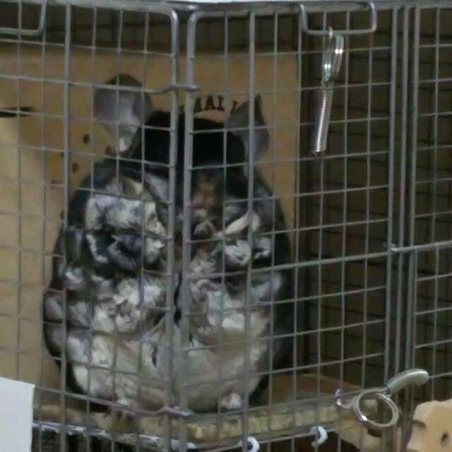 珍しいペットの飼い主さん